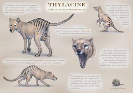 9 Lesser Known Facts About Thylacine A K A Tasmanian Wolf