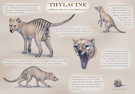 9 lesser known facts about thylacine a k a tasmanian wolf