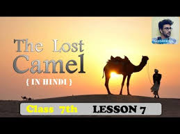 They are mostly found in the desert area. Lesson 7 The Lost Camel English Reader Class 7th Mp Board In Hindi Nandan King
