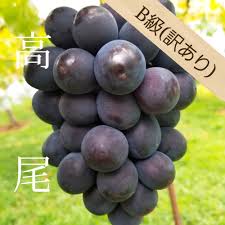 山形の豊かな自然で 愛情を注ぎ込んだ種無しぶどう 高尾 B級 9月10日頃から Biancafarm ビアンカファーム