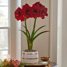 Force amaryllis for christmas gardenersworld com. Gifting And Receiving Amaryllis Hippeastrum For Christmas White Flower Farm S Blog