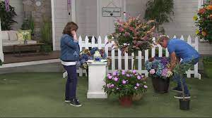 Maybe you would like to learn more about one of these? Cottage Farms Bicolor Butterfly Bush Patio Tree On Qvc Youtube