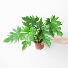 Image result for Philodendron lacerum