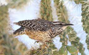Strips of discarded paper and cloth found some advice on finding dwellings, look for prickly pear cactus, and look on the paddles for a bunch of stuff in between the branches that looks like it's. Cactus Wren Audubon Field Guide