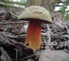 Boletellus Photo Late Spring 2019