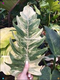 Philodendron Caramel Marble House Plants Indoor Plants Inside Plants