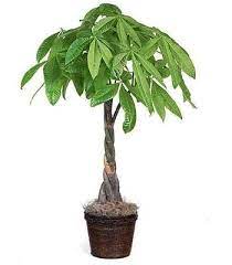 Money Tree Plant Money Tree Plant Trees To Plant Money Trees