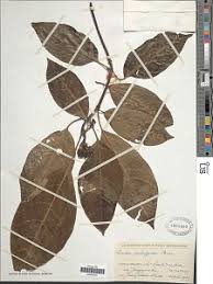 Image result for Pavetta macrosepala