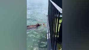 They are a small community with a big heart for animals. Mama Bear Caught On Camera Rescuing Her Cubs In South Lake Tahoe