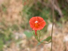 Image result for Ipomoea hederifolia