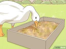 (1 months ago) as lovely as geese may be, they do not necessarily make good pets. 3 Ways To Keep Geese Wikihow