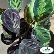 Image result for calathea