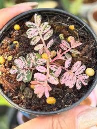 Image result for Phyllanthus wittei