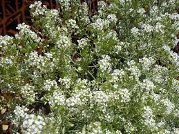 Desert Alyssum Alyssum Wild Flowers Plants