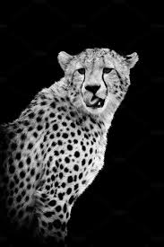 Black And White Cheetah Photography Cheetah On Dark Background Dark Backgrounds Cheetah Dark