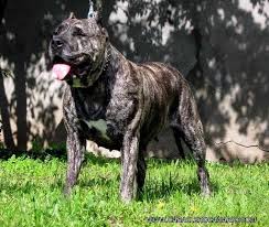 Presa Canario Weight Males Average With A Minimum Weight Of