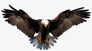 Interlacing strap work was derived from ornamental designs of the european renaissance. Bald Eagle Png Background Image Bald Eagle Transparent Background Transparent Png 1024x533 Free Download On Nicepng