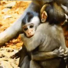 Monkey Hug Gifs Tenor If there is a violation of the rules, please click the report button and leave a report, and also message the moderator team and report the problem. monkey hug gifs tenor
