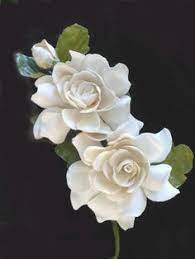 Gardenias 3 Most Beautiful Flowers Beautiful Flowers Flowers