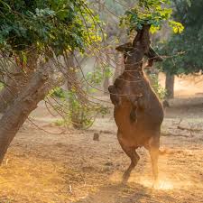 Image result for Combretum mossambicense