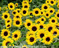 It has the crunch of a brittle and the buttery goodness of a great salted caramel topped with cashew nuts, pumpkin & sunflower seeds. Bunga Matahari Kerdil Hias Bambino Helianthus Annuus Biji Garden Seeds Market Bebas Biaya Kirim