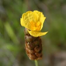 Image result for Xyridaceae