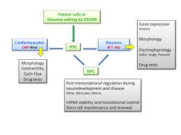 ellis lab induced pluripotent stem cells