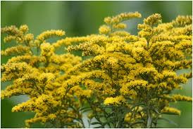 What Is The State Flower Of South Carolina Whatsanswer
