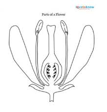 The flower is said to be the bisexual flower if the flower contains both male reproductive part (androecium) and female reproductive part activity 3 bring different types of flower from your surrounding. Parts Of A Flower Lovetoknow