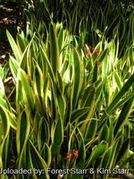 Image result for Vahadenia laurentii