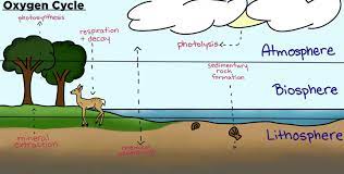 Oxygen Cycle Definition Diagrams Expii