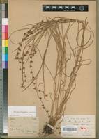Image result for Scleria bulbifera