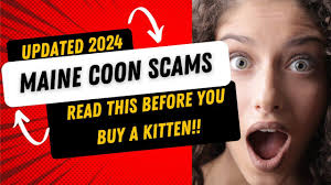 Maine Coon Kitten Scams: Avoid the Traps in 2025