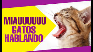 Check spelling or type a new query. Los Mejores Los Mejores Videos Graciosos De Gatos
