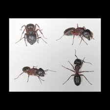 Проверьте 'rossameisen' перевод на английский. Poster Rossameisen Camponotus Herculeanus Pixers Wir Leben Um Zu Verandern