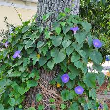 Image result for Ipomoea magnusiana