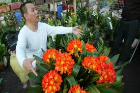 Besides good quality brands, you'll also find plenty of discounts when you shop for clivia plant during big sales. Clivias Elegant Flowering Plants For Winter Csmonitor Com