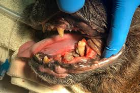 What is Bleeding from the Mouth?