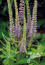 All other herbaceous, flowering dicots. Jelitto Perennial Seed Veronicastrum Virginicum F Caeruleum Seeds
