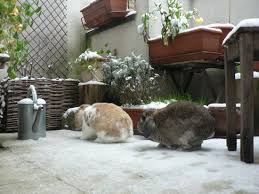 Bienvenue sur le site la dure vie du lapin urbain, vous y trouverez des infos sur la santé, l'éducation, l'alimentation, le comportement et l'habitat du lapin de compagnie. Le Lapin En Hiver La Dure Vie Du Lapin Urbain Lapin Habitat Du Lapin Lapin De Compagnie