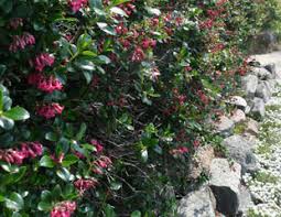 Small evergreen flowering shrubs uk. Evergreen Shrubs