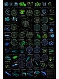 Glowing Creatures Metal Print By Eleanor Lutz In 2020 Science Illustration Bioluminescence Science And Nature