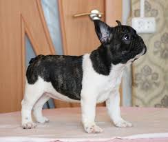 Discover the mini french bulldog. French Bulldog Puppies For Sale St Louis Mo 192730