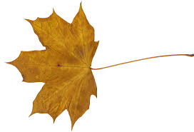 10 maple leaves png transparent onlygfx com 10 maple leaves png transparent