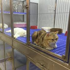 Upload, livestream, and create your own videos, all in hd. Photos At Imadi Pet Now Closed Pet Store In Shah Alam