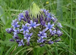 Image result for Scilla benguellensis
