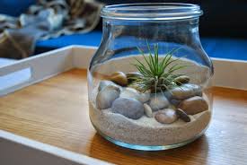 Air Plants Have Only Recently Come Into My Life I Spotted Them At A General Store A Few Months Ago And Then Recently They Showed Up A Jardinage Jardins Plante