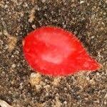 Image result for Kedrostis foetidissima