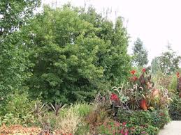 Possible aliases, alternative names and misspellings for acer grandidentatum. Maple Bigtooth Thetreefarm Com
