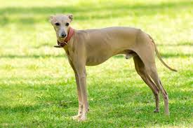 To furnish guidelines for breeders who wish to maintain the quality of their breed and to improve it; Italian Greyhound Bil Jac